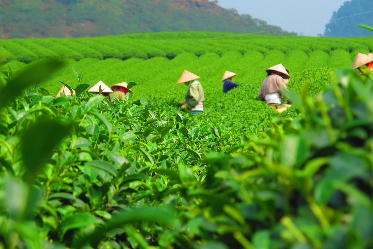 Tea Picking